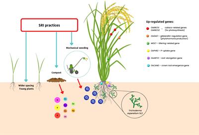 Evaluating the underlying physiological and molecular mechanisms in the system of rice intensification performance with Trichoderma-rice plant symbiosis as a model system